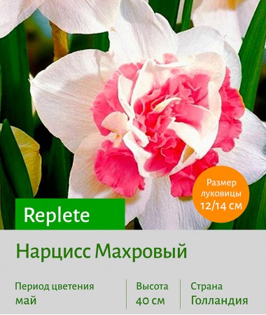  Махровый нарцисс (Narcissus double) Replete